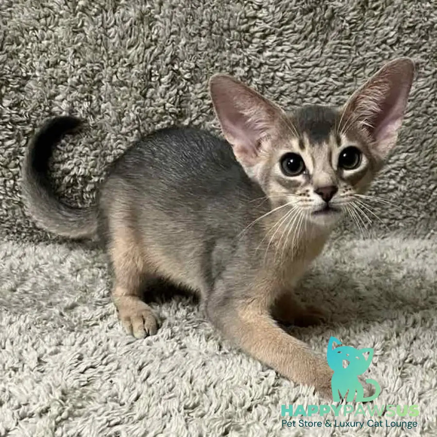 Henri Abyssinian male blue - live animals