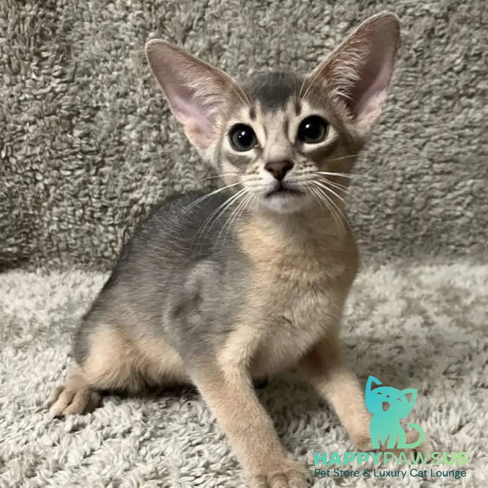 Henri Abyssinian male blue - live animals