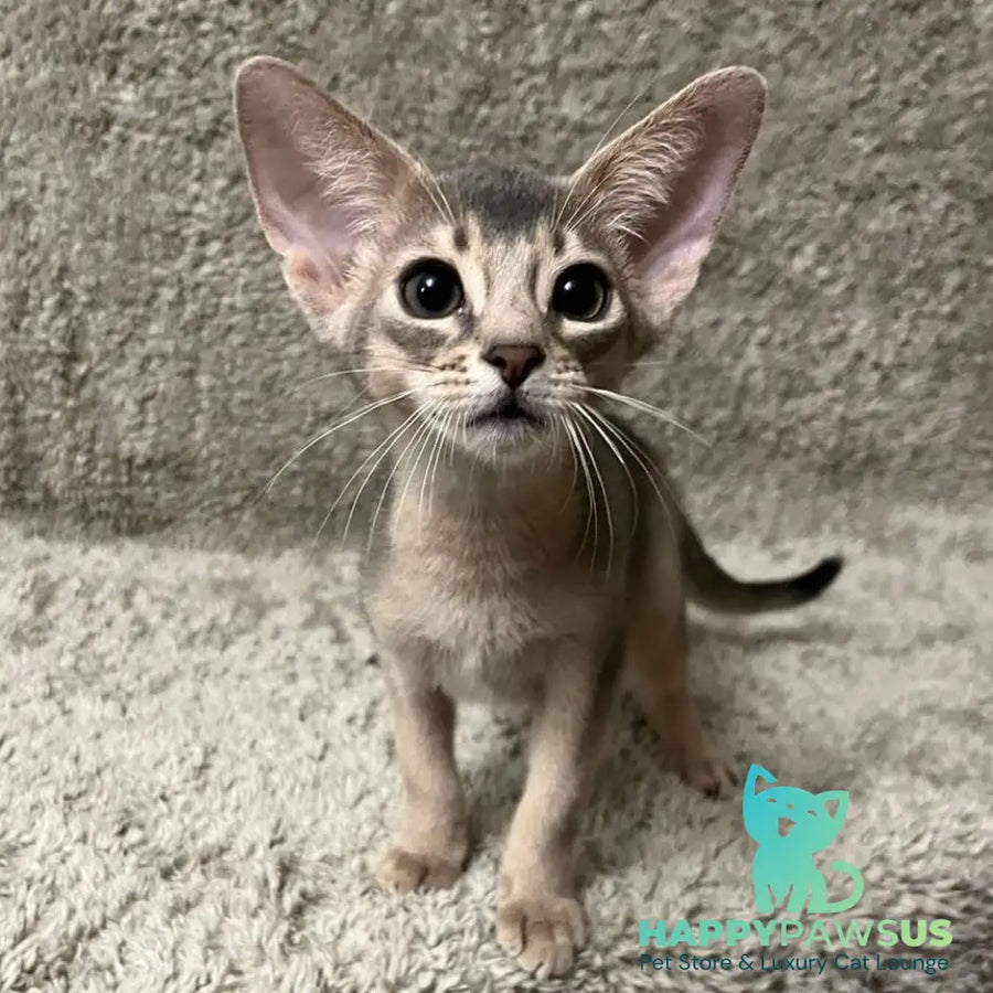 Henri Abyssinian male blue - live animals