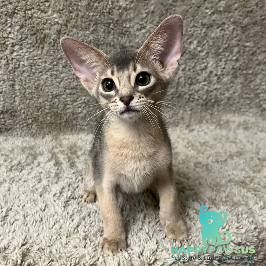 Henri Abyssinian male blue - live animals