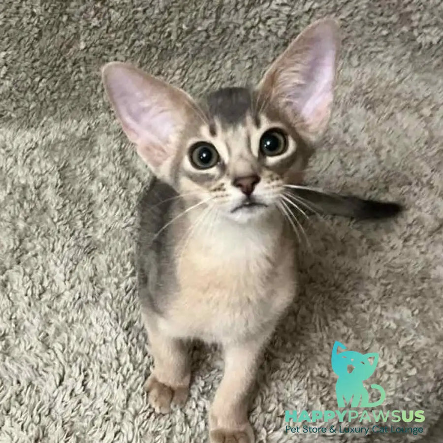 Henri Abyssinian male blue - live animals
