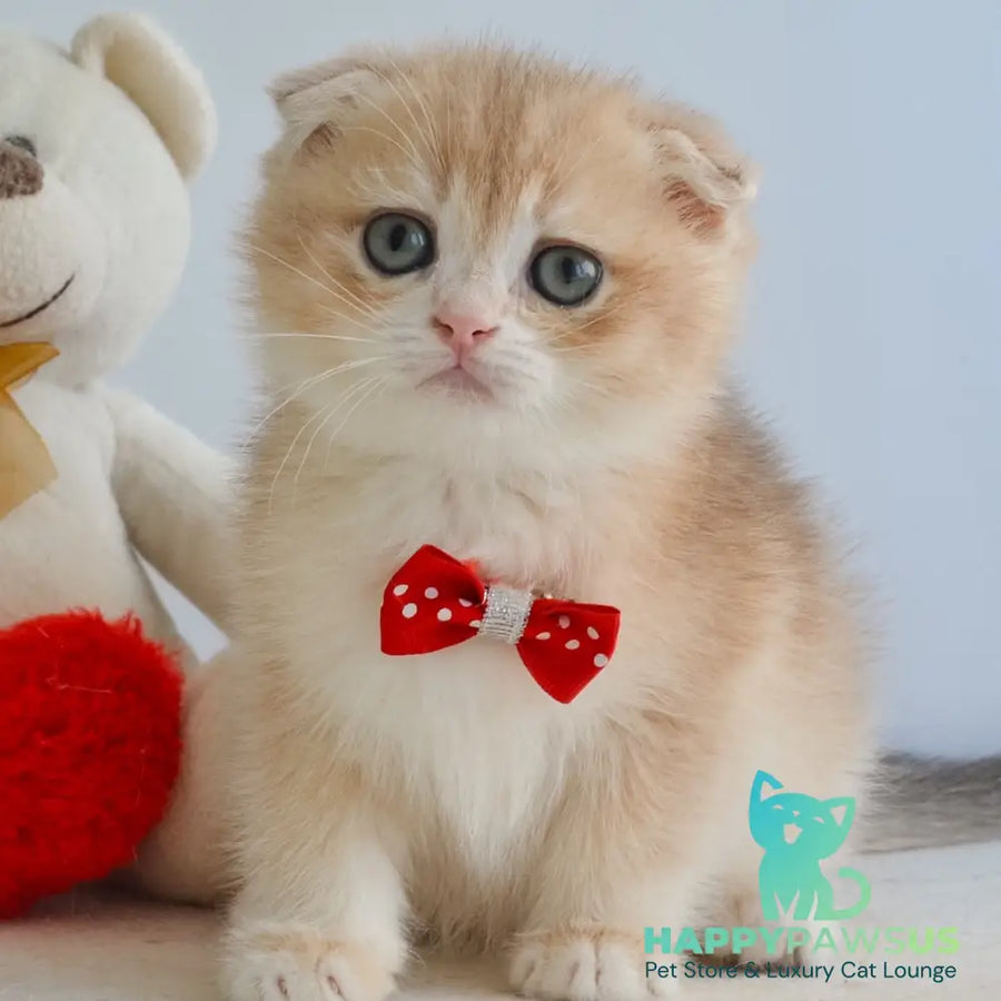 Henrik Scottish Fold male blue golden chinchilla - live animals