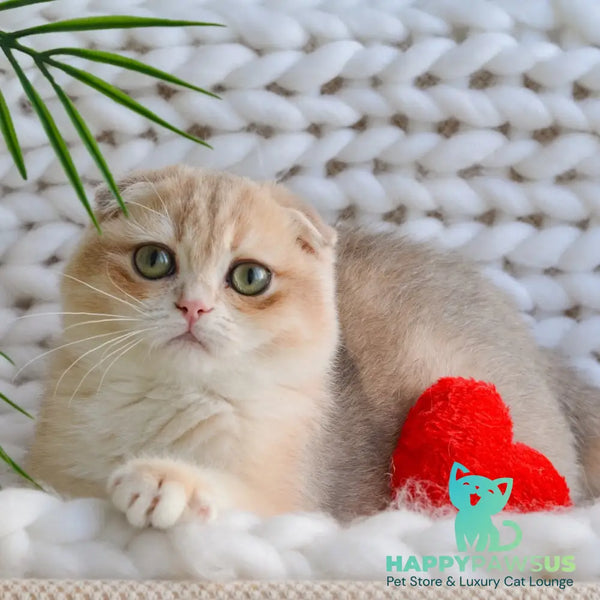 Henrik Scottish Fold male blue golden chinchilla - live animals