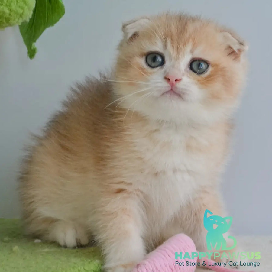 Henrik Scottish Fold male blue golden chinchilla - live animals