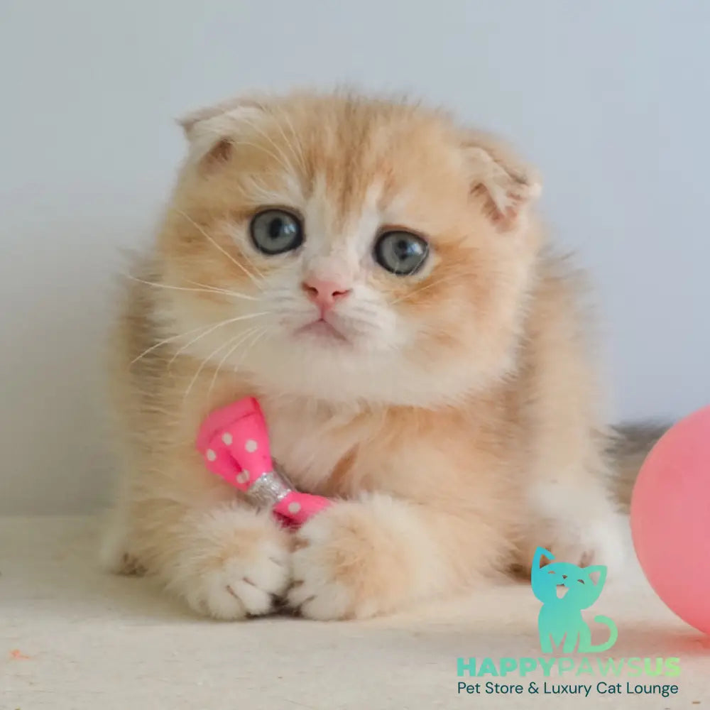 Henrik Scottish Fold male blue golden chinchilla - live animals