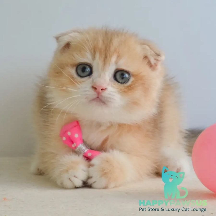 Henrik Scottish Fold male blue golden chinchilla - live animals