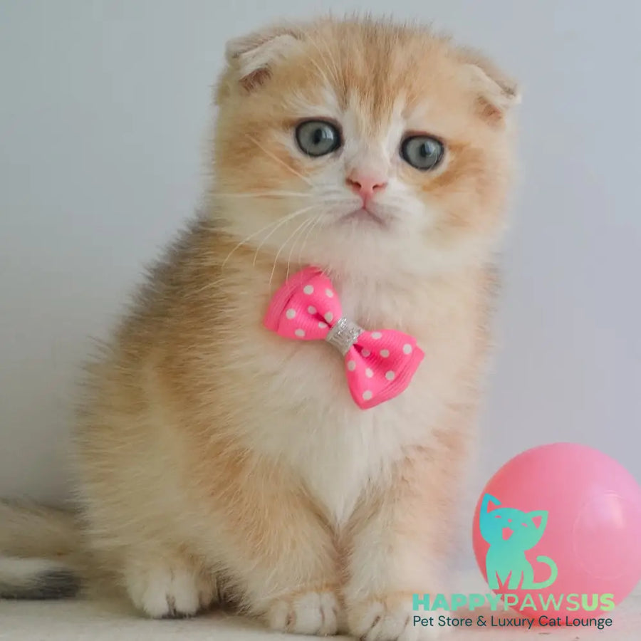 Henrik Scottish Fold male blue golden chinchilla - live animals