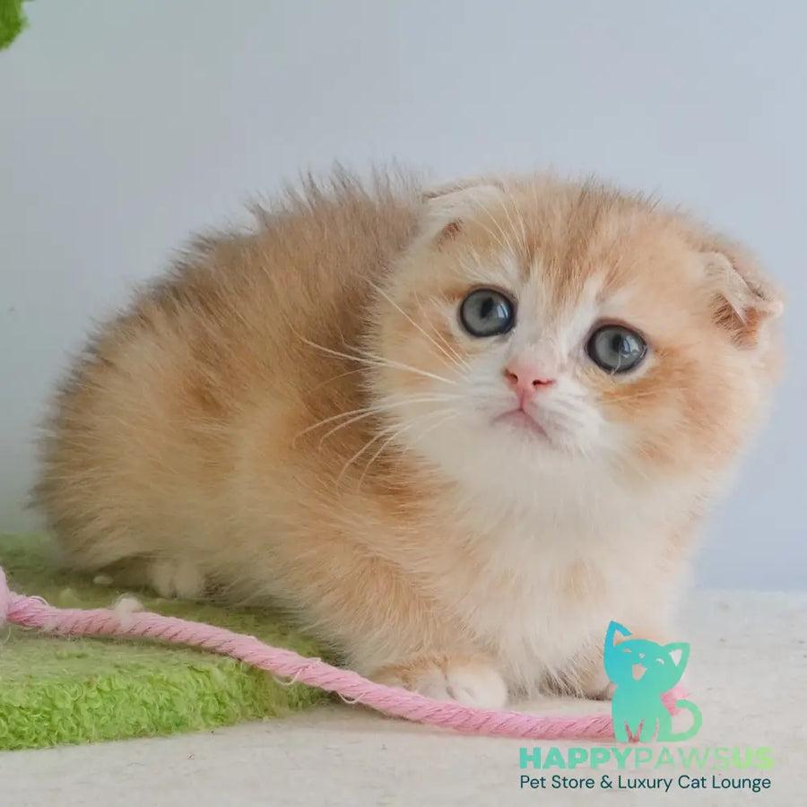 Henrik Scottish Fold male blue golden chinchilla - live animals