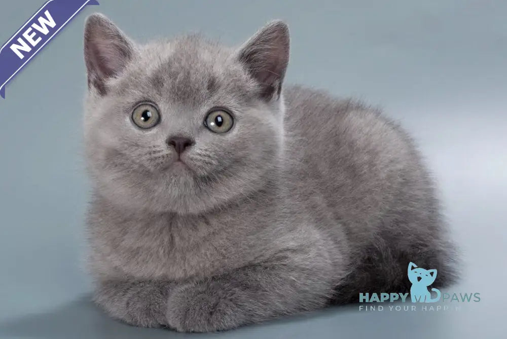Henry British Shorthair male blue live animals