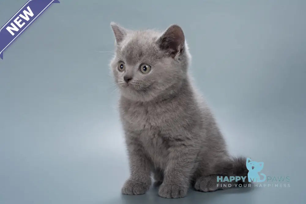 Henry British Shorthair male blue live animals