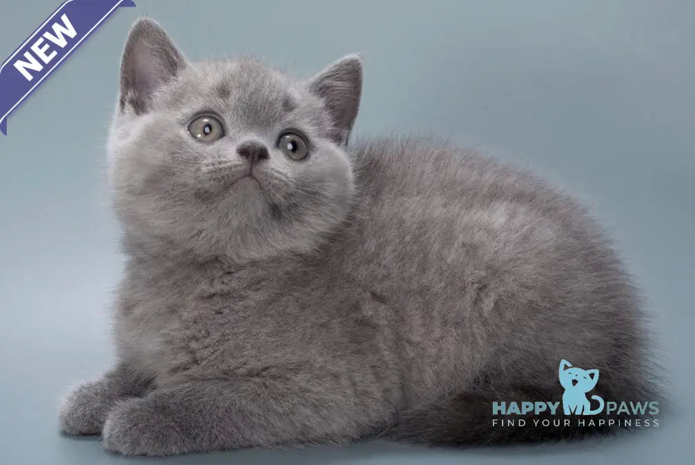 Henry British Shorthair male blue live animals