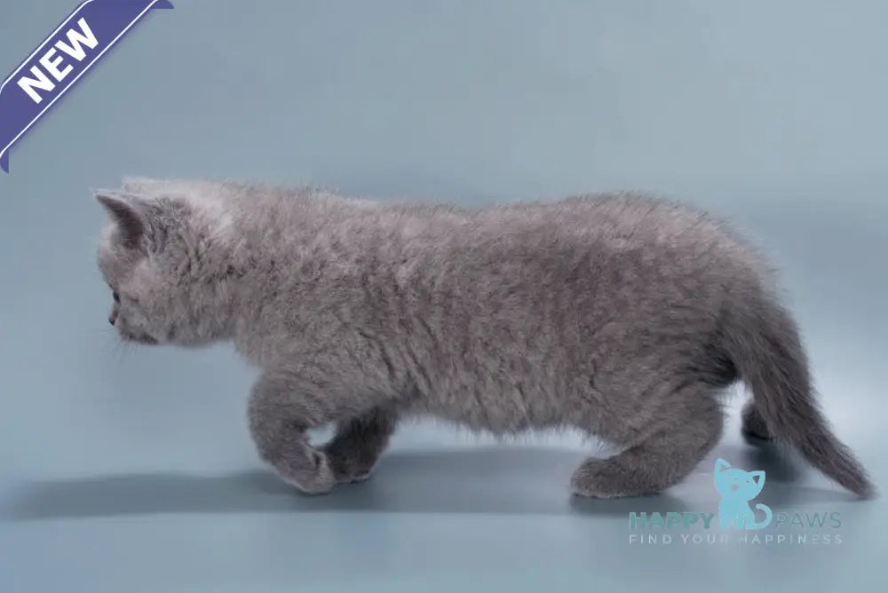 Henry British Shorthair male blue live animals