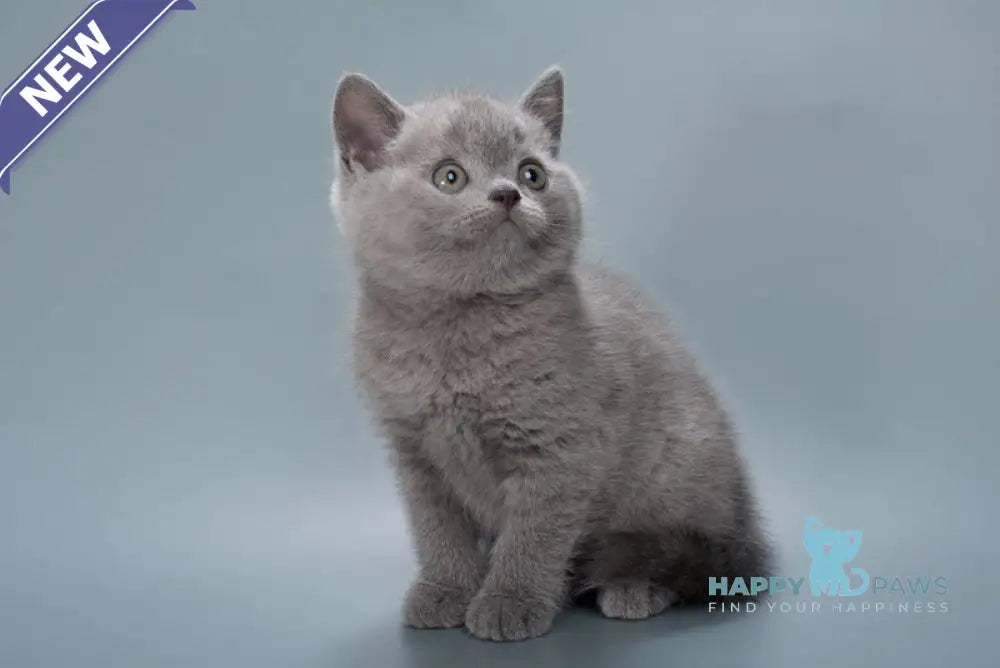 Henry British Shorthair male blue live animals