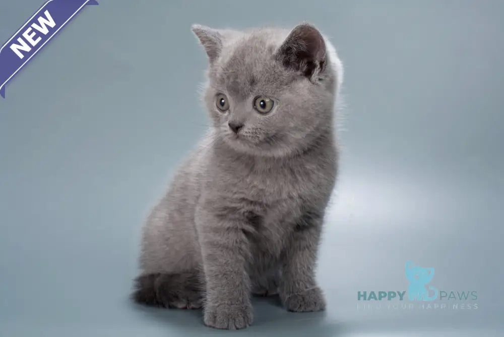 Henry British Shorthair male blue live animals