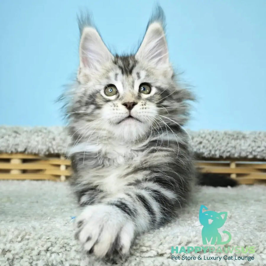 Henry Maine Coon male black silver tabby - live animals