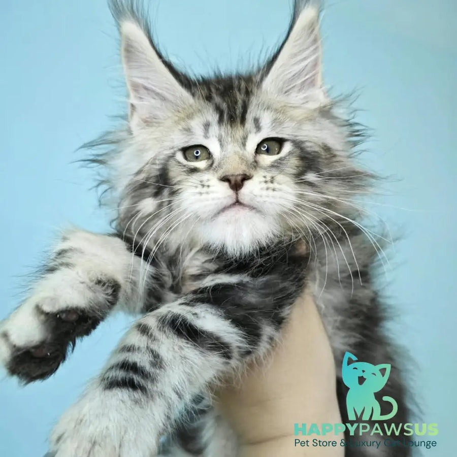 Henry Maine Coon male black silver tabby - live animals