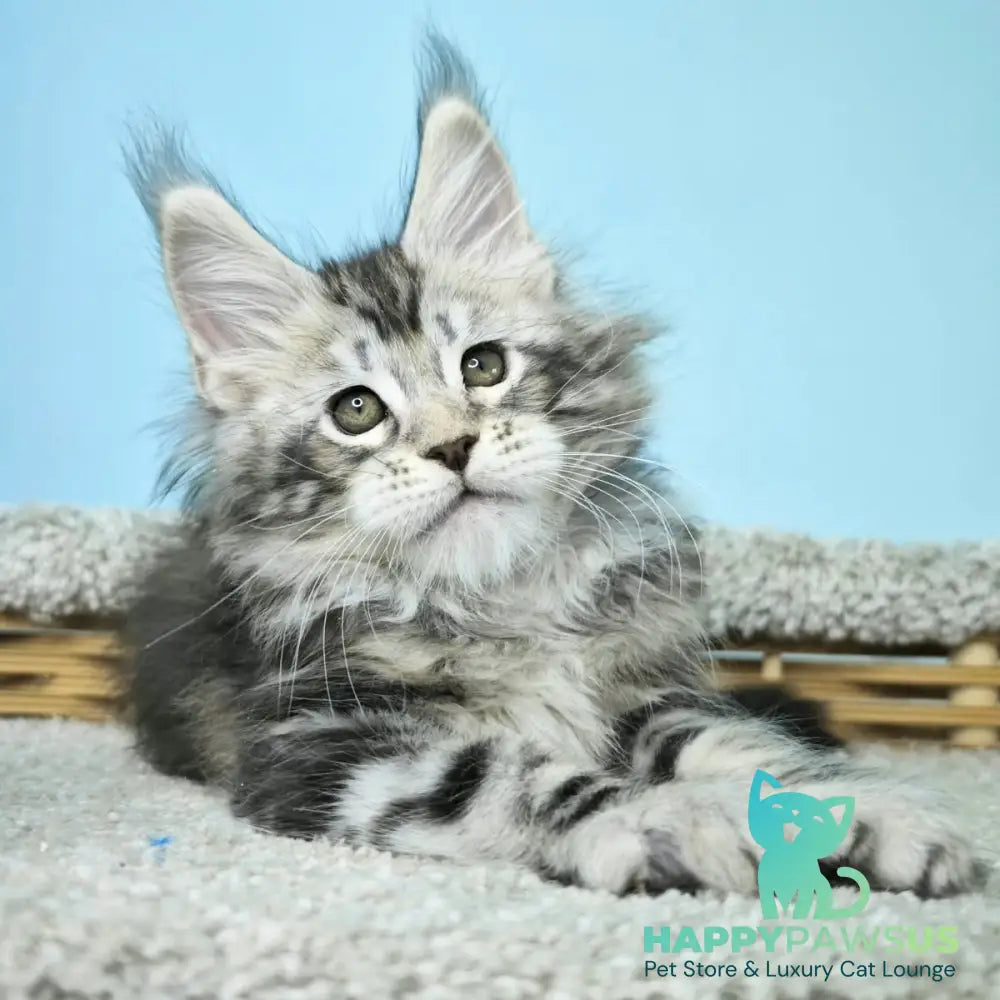 Henry Maine Coon male black silver tabby - live animals