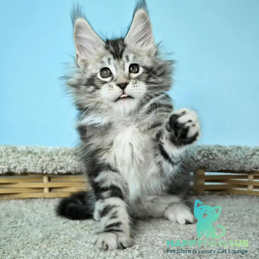 Henry Maine Coon male black silver tabby - live animals