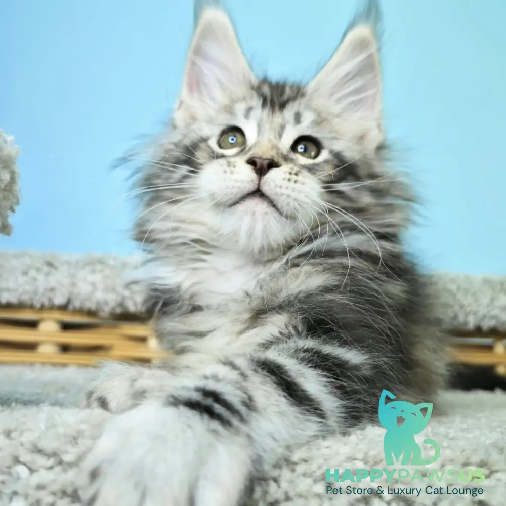 Henry Maine Coon male black silver tabby - live animals
