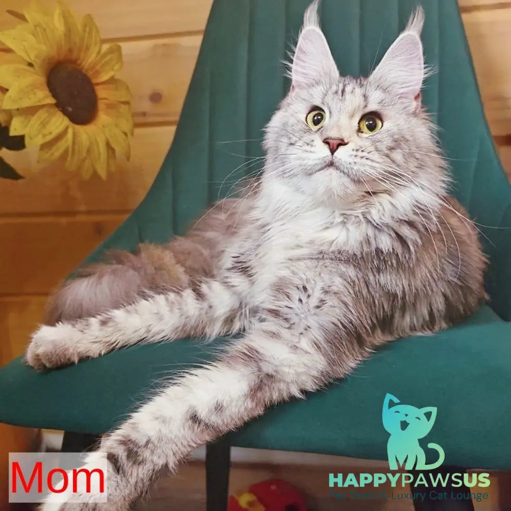 Henry Maine Coon male black silver tabby - live animals