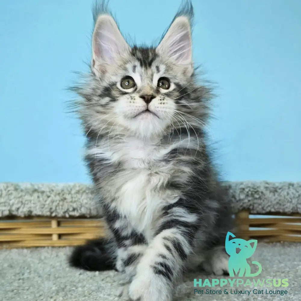 Henry Maine Coon male black silver tabby - live animals