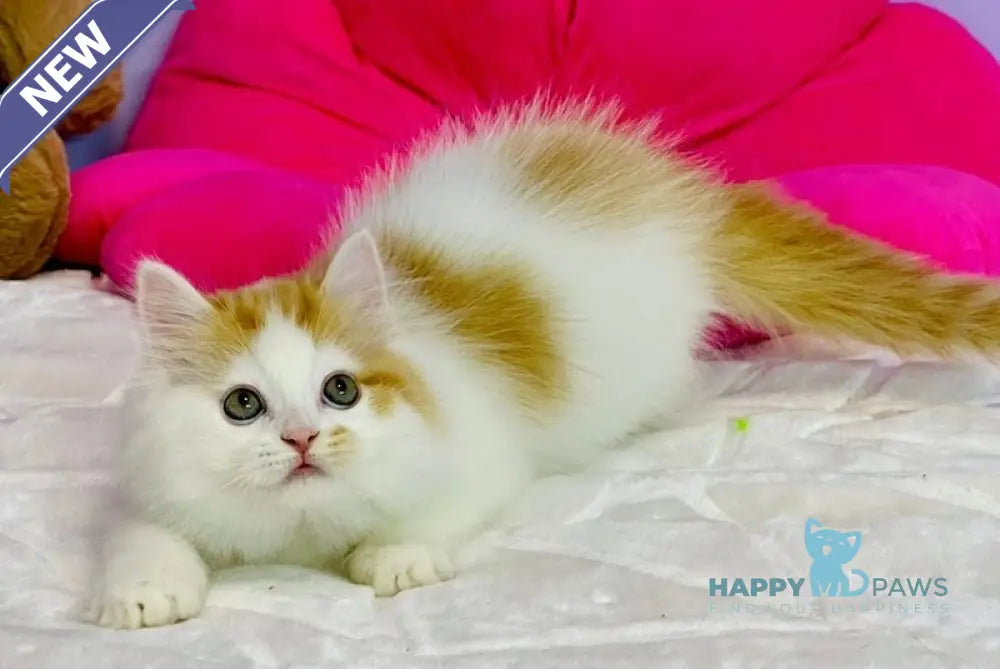 Henry Scottish Straight male red tabby live animals