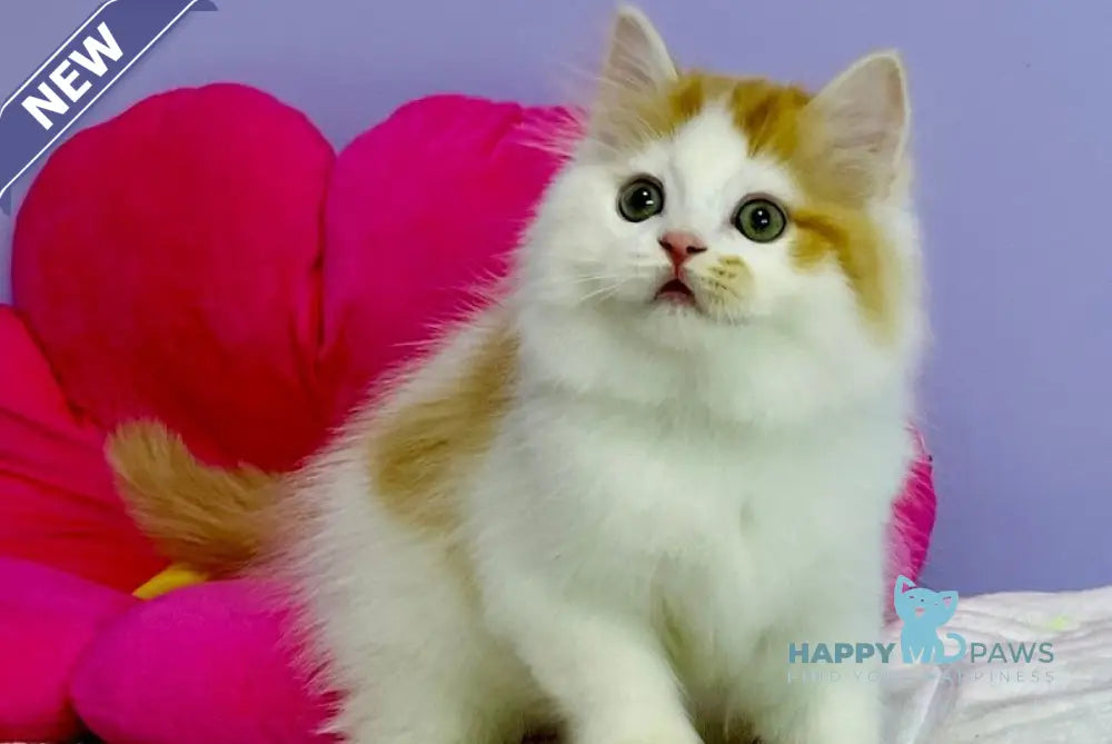 Henry Scottish Straight male red tabby live animals