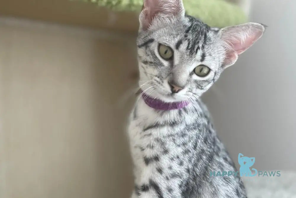 Henza Egyptian Mau female black silver spotted tabby live animals