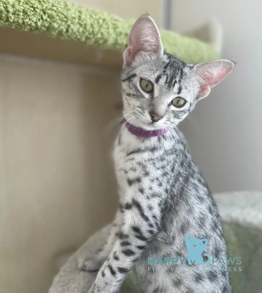 Henza Egyptian Mau female black silver spotted tabby live animals