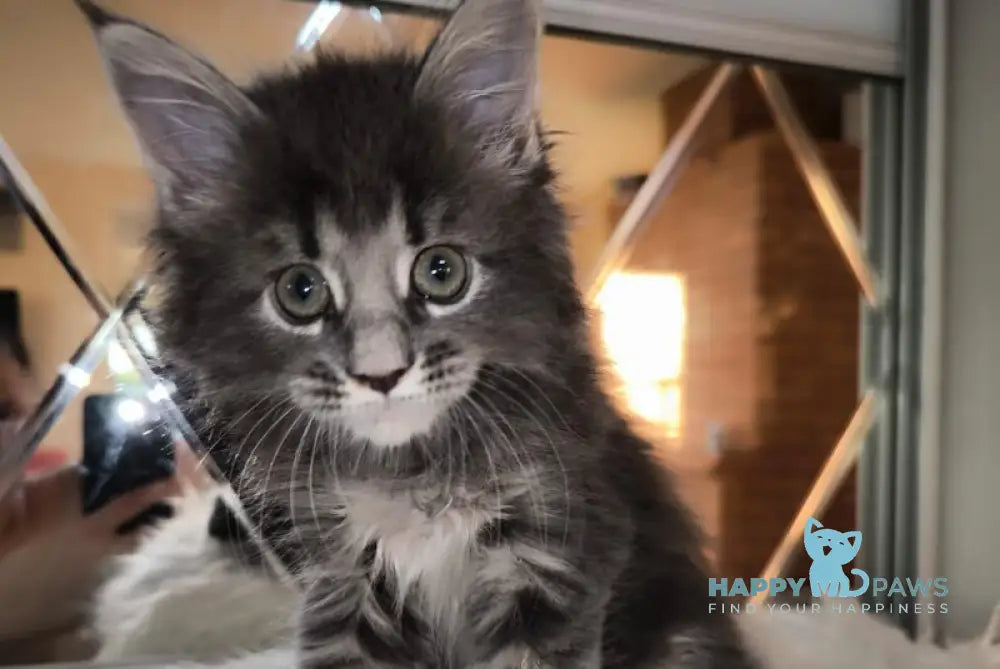 Hera Maine Coon female blue silver tabby live animals