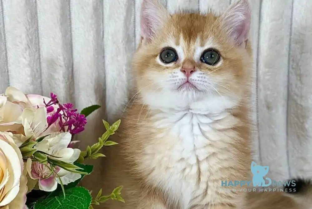 Hercules British Shorthair male black golden chinchilla live animals