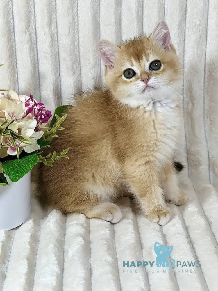 Hercules British Shorthair male black golden chinchilla live animals