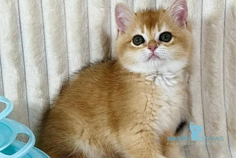 Hercules British Shorthair male black golden chinchilla live animals