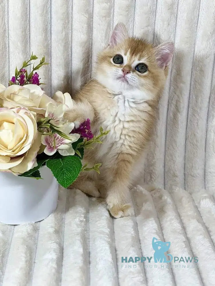 Hercules British Shorthair male black golden chinchilla live animals