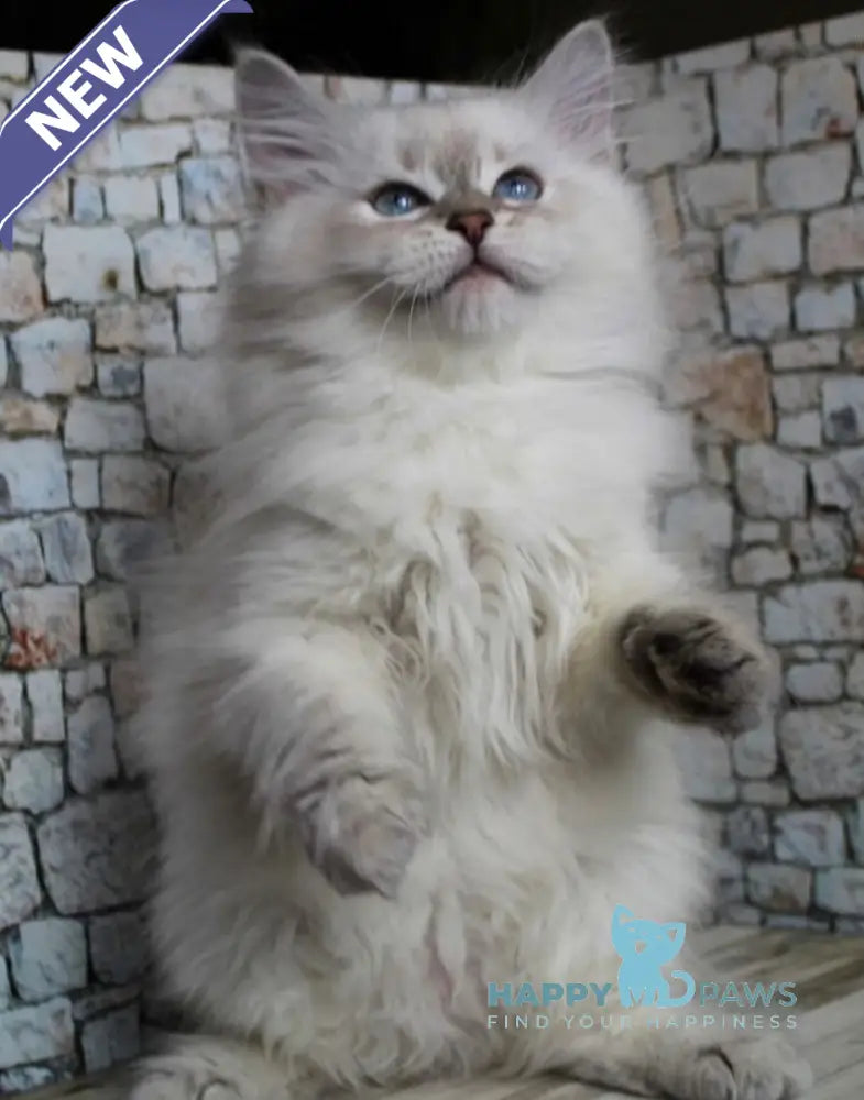 Herda Siberian female blue tabby pointed live animals