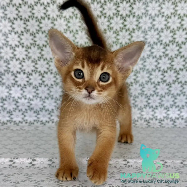 Hermes Abyssinian male ruddy - live animals