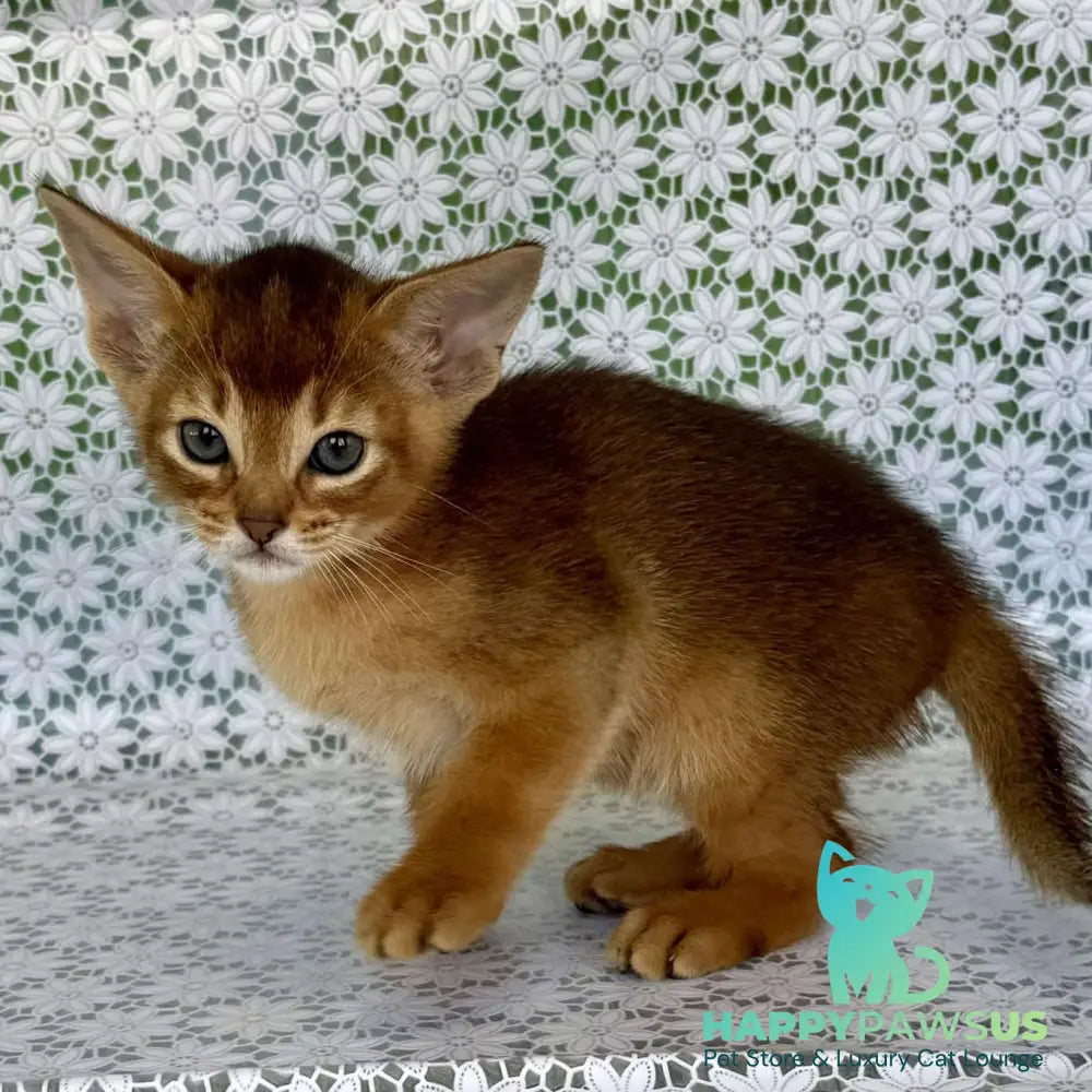 Hermes Abyssinian male ruddy - live animals