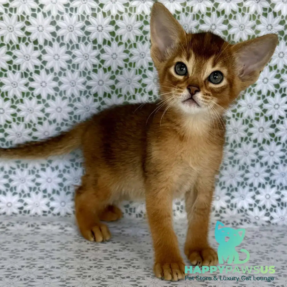 Hermes Abyssinian male ruddy - live animals