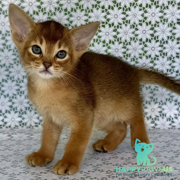 Hermes Abyssinian male ruddy - live animals