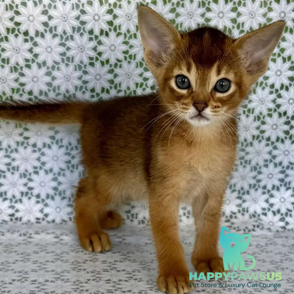 Hermes Abyssinian male ruddy - live animals