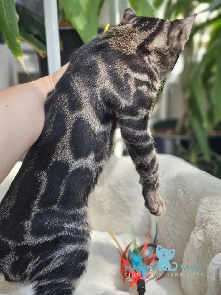 Hermes Bengal male black spotted tabby live animals
