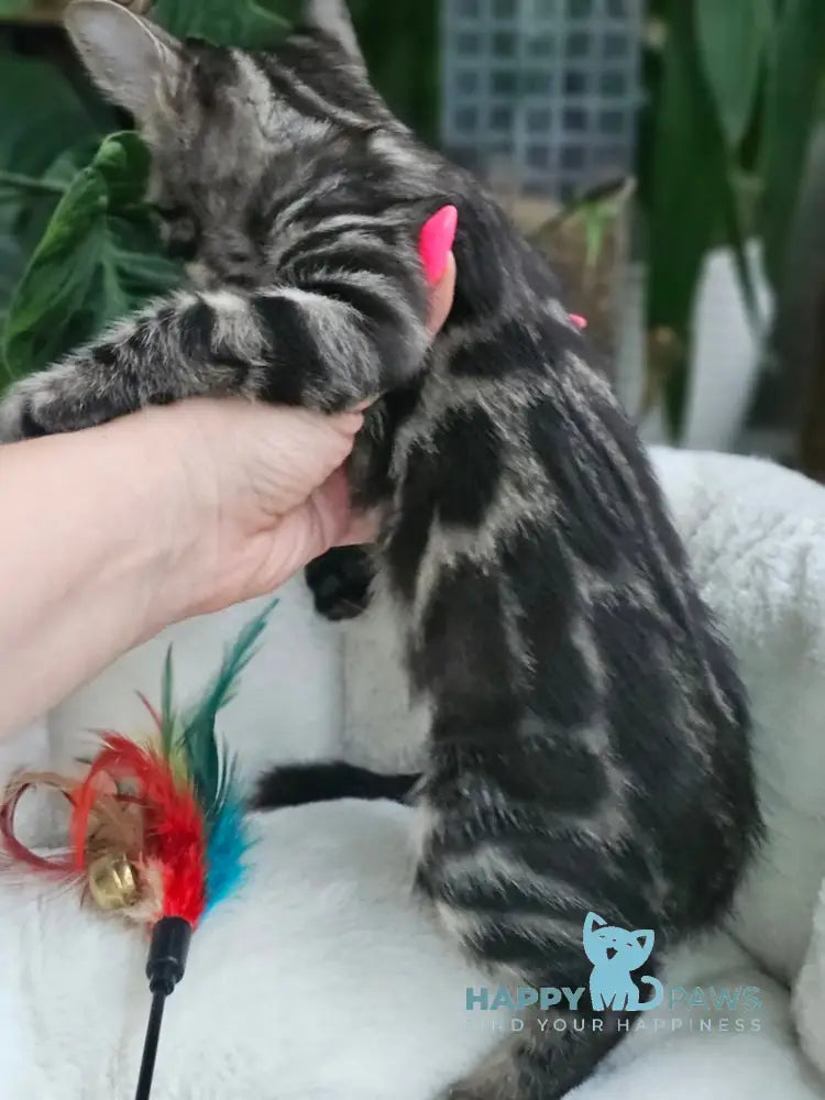 Hermes Bengal male black spotted tabby live animals