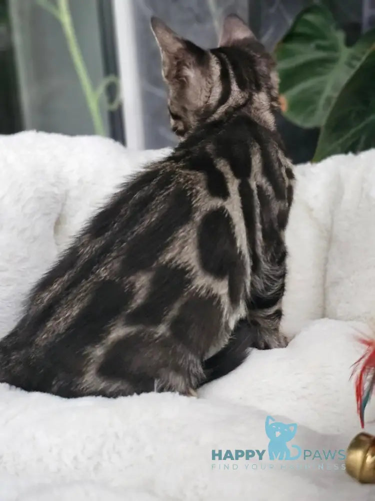 Hermes Bengal male black spotted tabby live animals