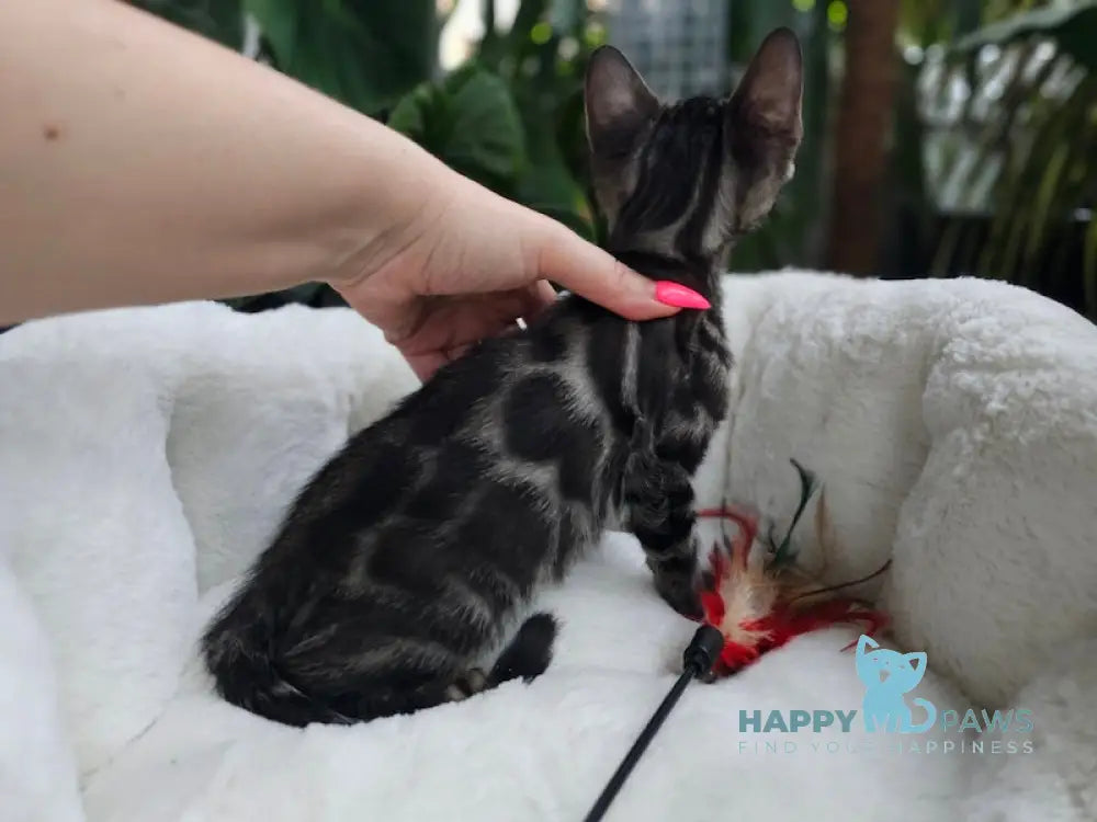 Hermes Bengal male black spotted tabby live animals