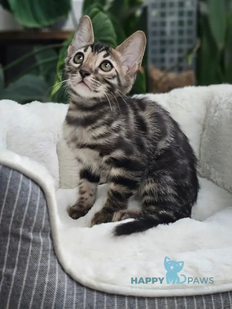 Hermes Bengal male black spotted tabby live animals