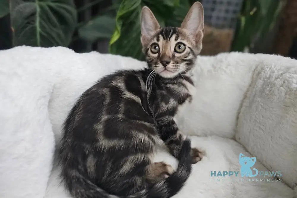 Hermes Bengal male black spotted tabby live animals