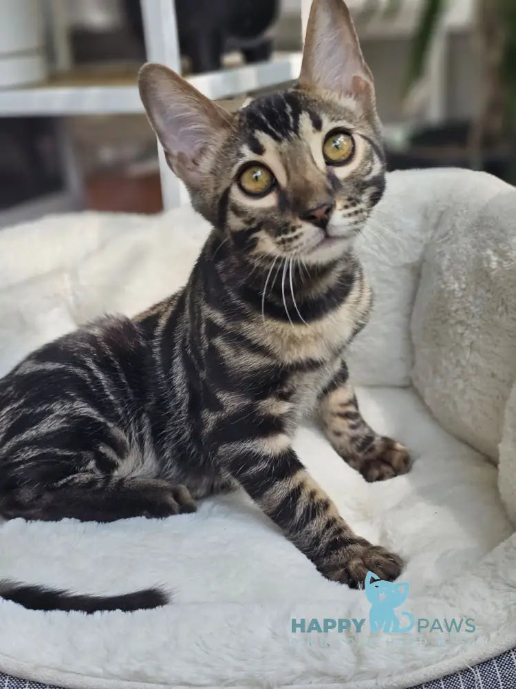Hermes Bengal male black spotted tabby live animals