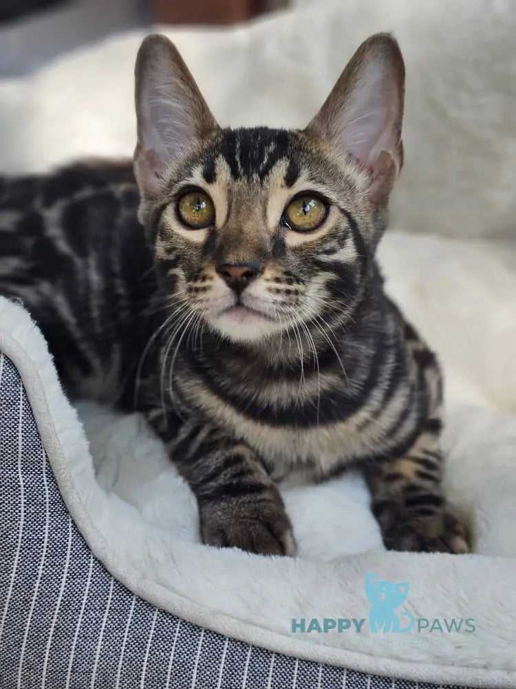 Hermes Bengal male black spotted tabby live animals