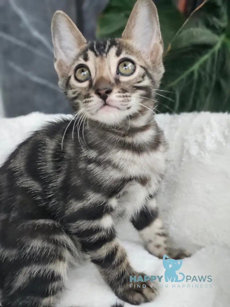 Hermes Bengal male black spotted tabby live animals