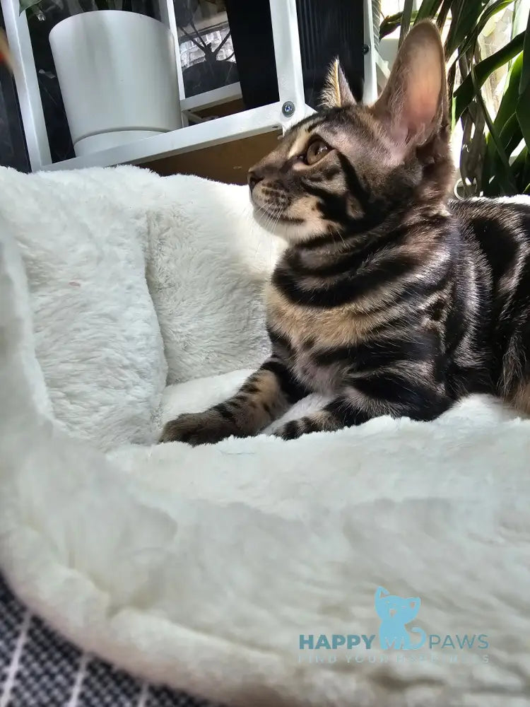 Hermes Bengal male black spotted tabby live animals